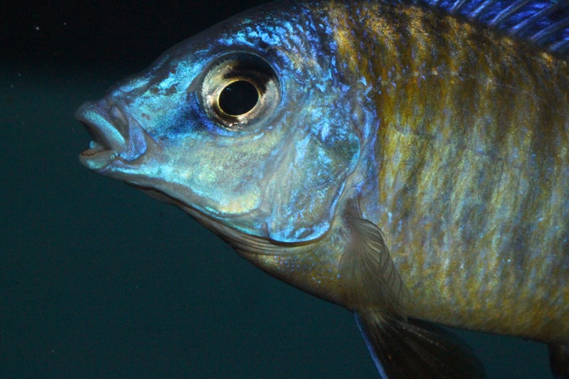 Protomelas sp. 'steveni imperial' Chizumulu Island